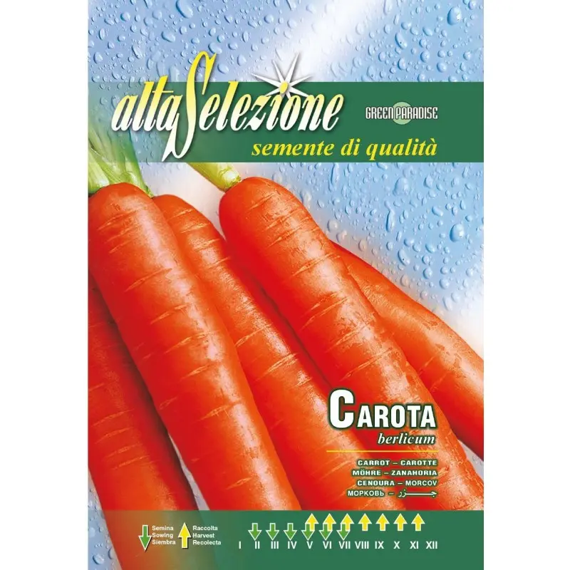 Seminte morcovi Berlicum Alta Selezione