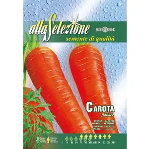 Seminte morcovi Flakkee Alta Selezione