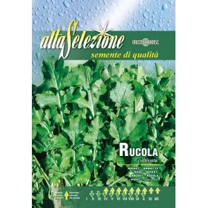 Seminte rucola Coltivata Alta Selezione