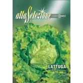 Seminte salata Batavia Blanca Alta Selezione
