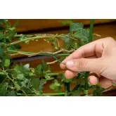 Fir zincat plastificat pentru legat