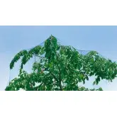 Plasa protectie contra pasarilor, 13x13 mm