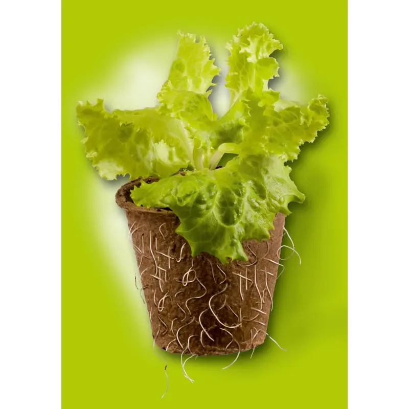 Pahare rotunde din turba, Ø8 x h 8 cm, set 12 buc
