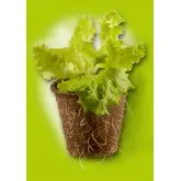 Pahare rotunde din turba, Ø8 x h 8 cm, set 12 buc