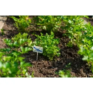 Etichete plante 6 x h 15 cm, set 10 buc