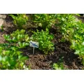 Etichete plante 6 x h 15 cm, set 10 buc