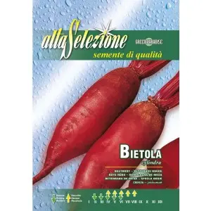 Seminte sfecla rosie Cylindra Alta Selezione