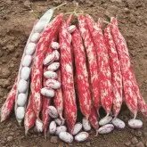 Seminte fasole oloaga lata Flambo