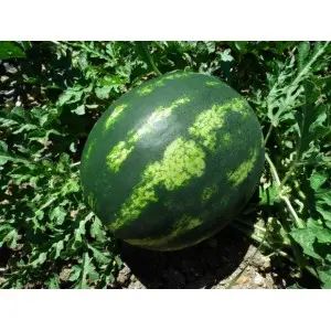 Seminte pepene verde Livia F1