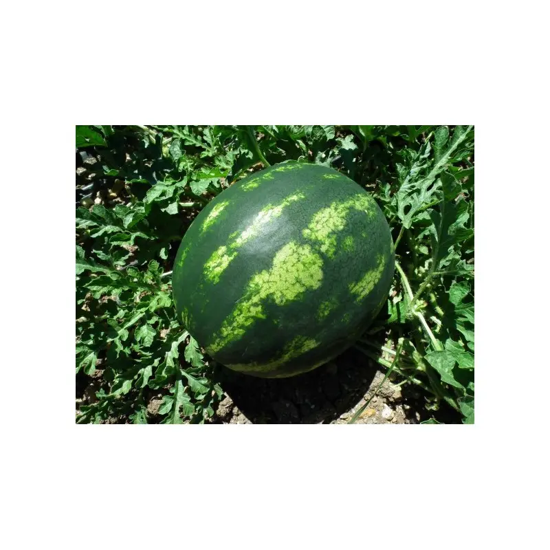 Seminte pepene verde Livia F1