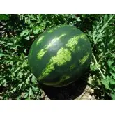 Seminte pepene verde Livia F1