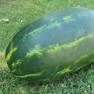 Seminte pepene verde Cesarea F1