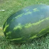 Seminte pepene verde Cesarea F1