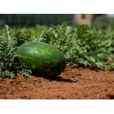 Seminte pepene verde Cesarea F1