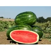 Seminte pepene verde Mellina F1