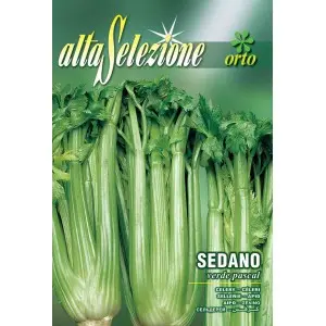 Seminte telina de petiol Verde Pascal Alta Selezione