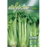 Seminte telina de petiol Verde Pascal Alta Selezione