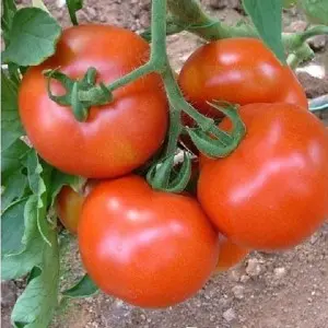Seminte tomate Hector F1