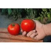 Seminte tomate Red Bounty F1