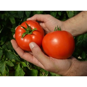 Seminte tomate Red Morning F1
