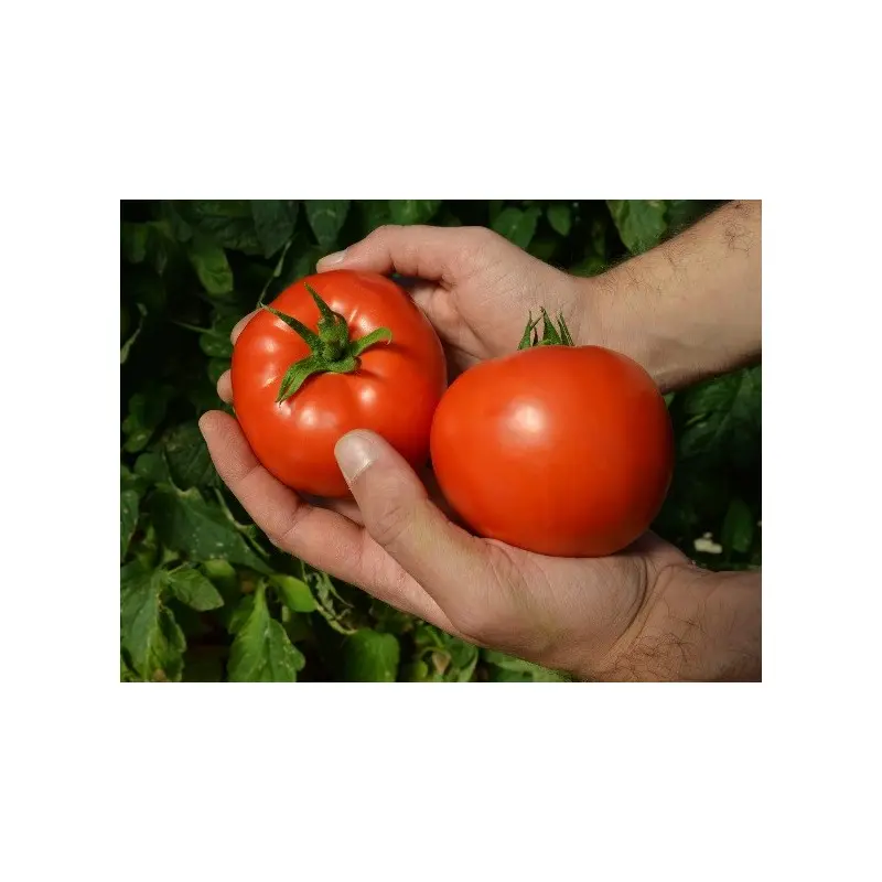 Seminte tomate Red Morning F1