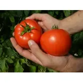 Seminte tomate Red Morning F1