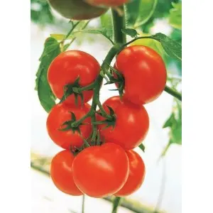 Seminte tomate Cristal F1