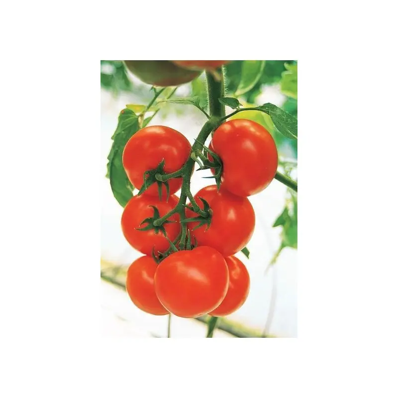 Seminte tomate Cristal F1