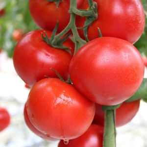 Seminte tomate Oasis F1