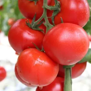 Seminte tomate Oasis F1