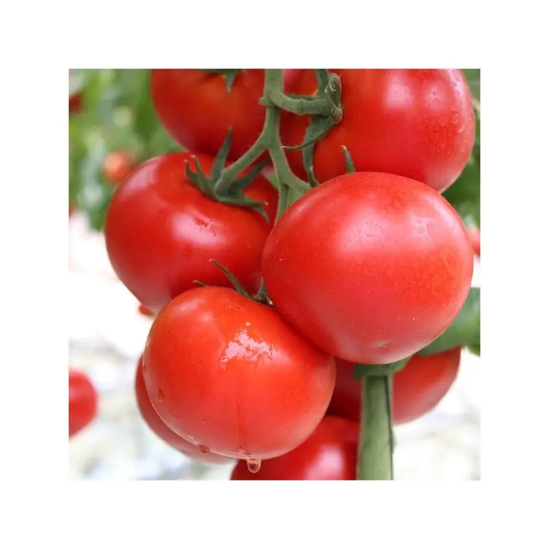 Seminte tomate Oasis F1