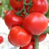 Seminte tomate Oasis F1