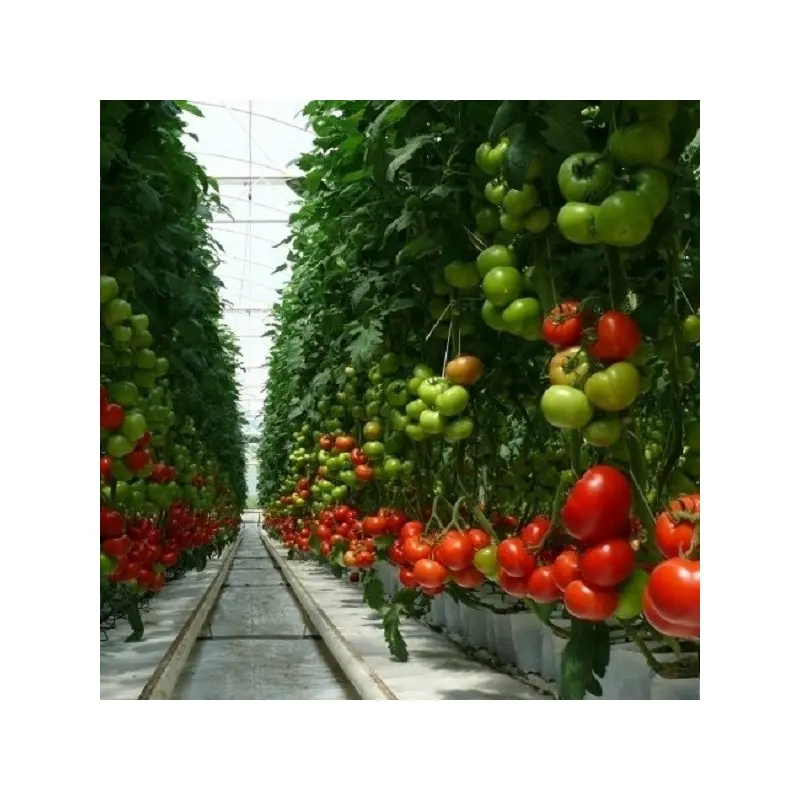 Seminte tomate Tamaris F1