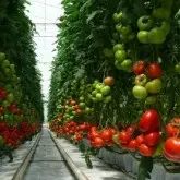 Seminte tomate Tamaris F1