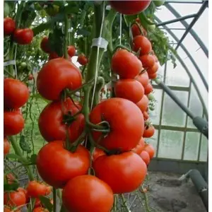 Seminte tomate Tamaris F1