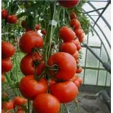 Seminte tomate Tamaris F1