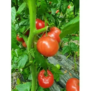 Seminte tomate Aphen F1