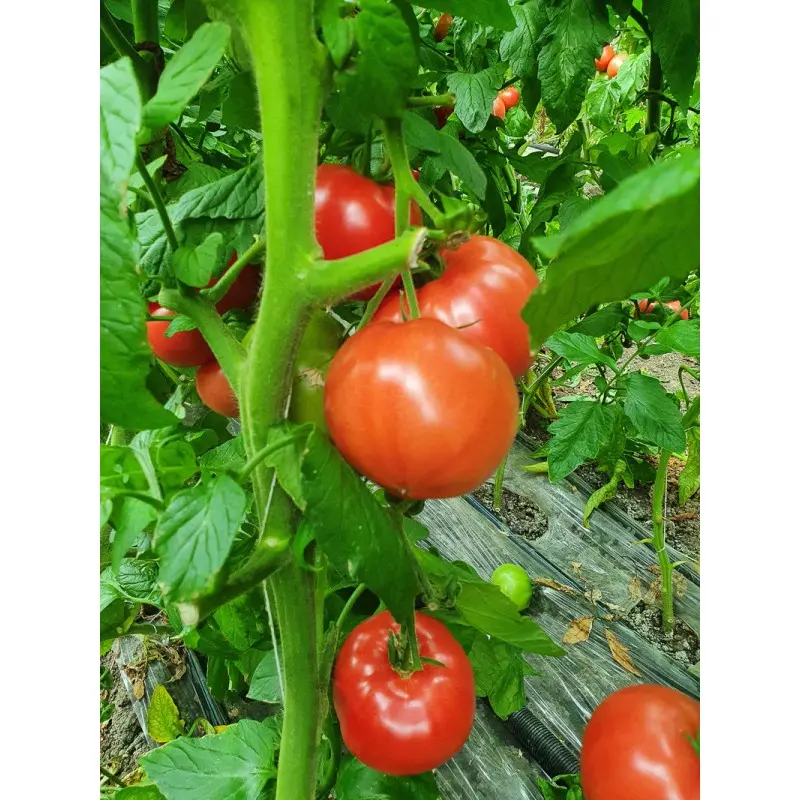 Seminte tomate Aphen F1