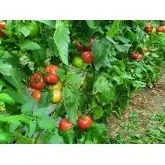 Seminte tomate Aphen F1