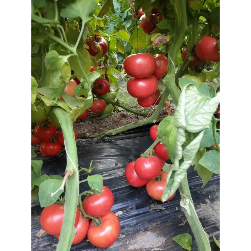 Seminte tomate Clarosa F1