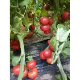 Seminte tomate Clarosa F1