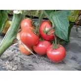 Seminte tomate Clarosa F1