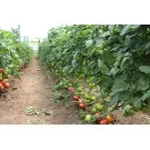 Seminte tomate Clarosa F1