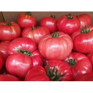Seminte tomate Buffalopink F1 (HMC44169 F1)