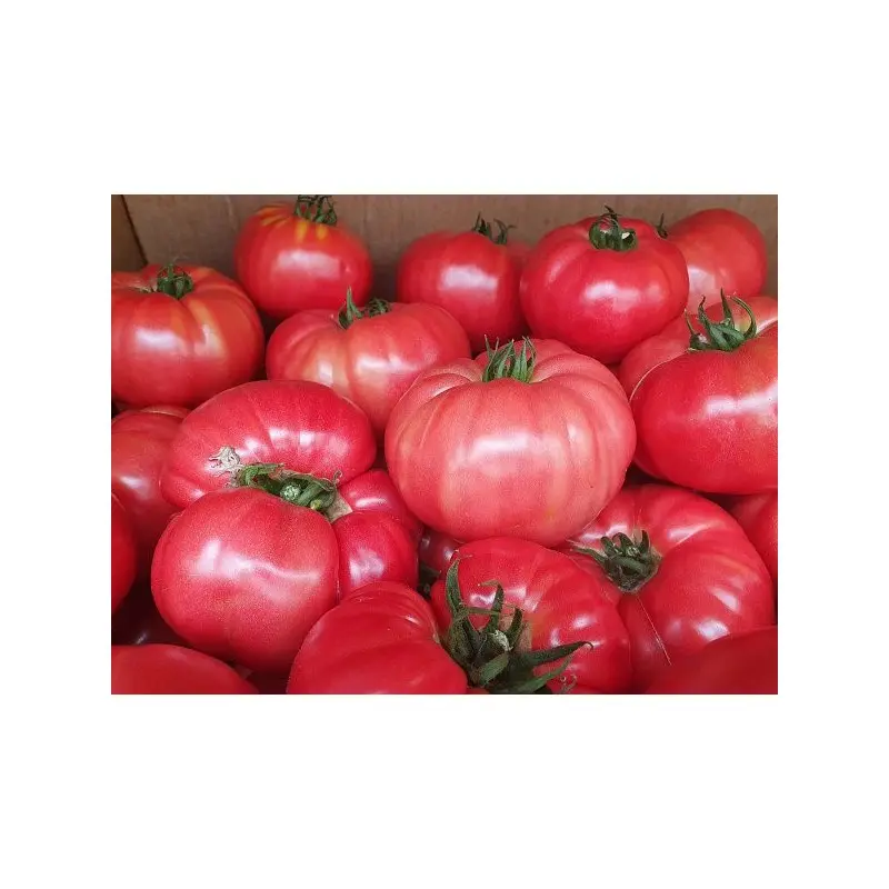 Seminte tomate Buffalopink F1 (HMC44169 F1)