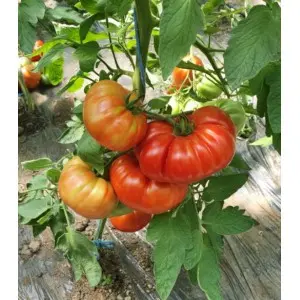 Seminte tomate Buffalopink F1 (HMC44169 F1)