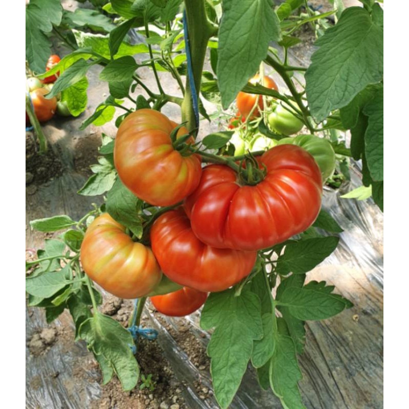Seminte tomate Buffalopink F1 (HMC44169 F1)