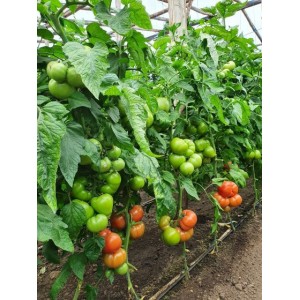 Seminte tomate Loara F1 (T210291 F1)