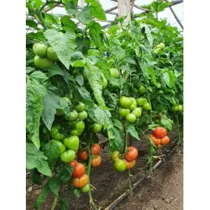 Seminte tomate Loara F1 (T210291 F1)