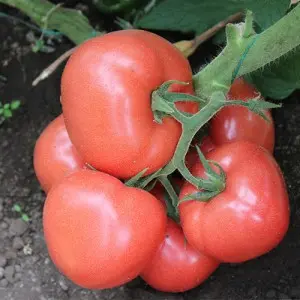 Seminte tomate Loara F1 (T210291 F1)